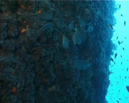 Fishes (D097) 動画素材 150148