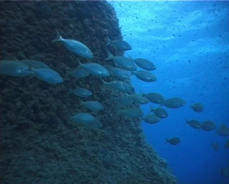 Fishes  (D167) 動画素材 148224