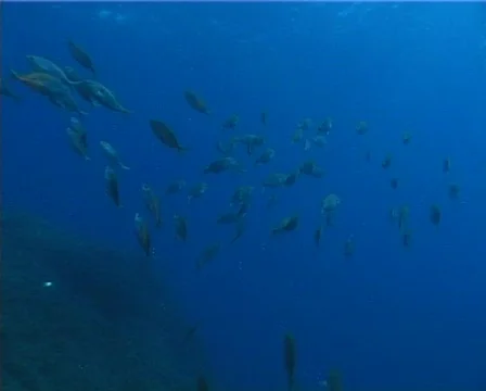 Fishes (D198) 動画素材 150535