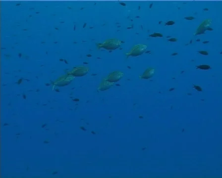 Fishes (D199a) 動画素材 150539