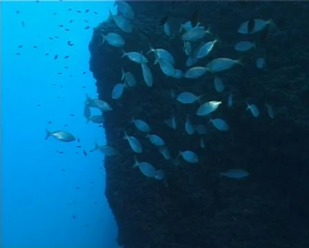 Fishes (D199b) 動画素材 150543