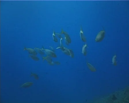 Fishes (D208) 動画素材 152455