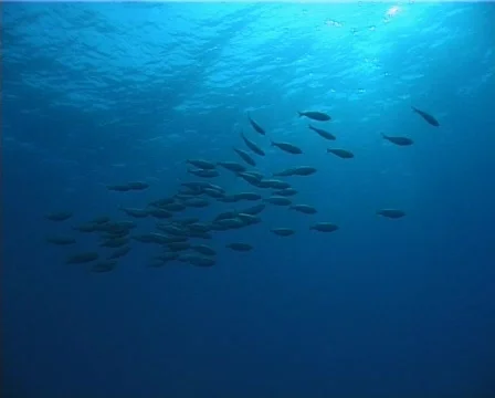 Fishes (D215) 動画素材 152515
