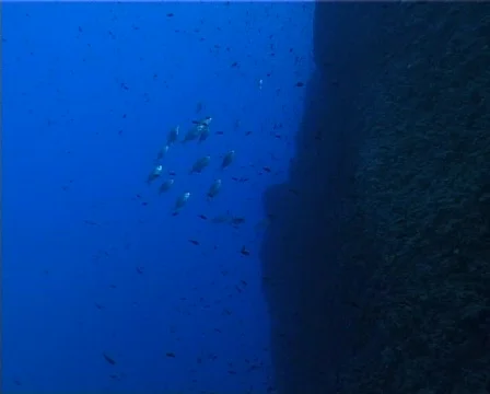 Fishes (D220) 動画素材 152574