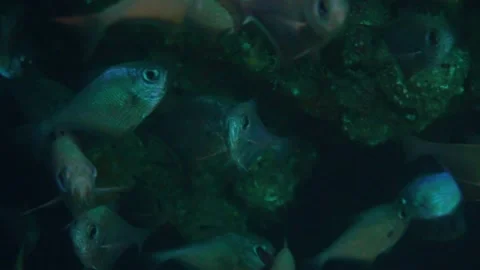 Fishes in a Dark Cave Stock Footage 144991514