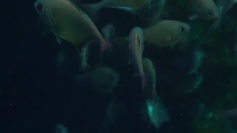 Fishes in a Dark Cave Stock Footage 144991653