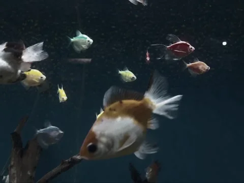 Fishes in Dark Environment Видео 284335251