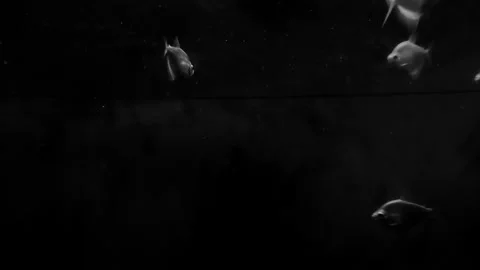 Fishes in Darkness, BNW Video stock 304431407