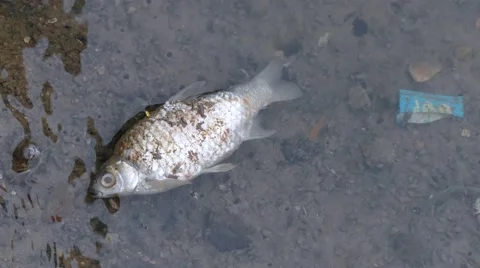 Fishes died from polluted water Stock Footage 64099697