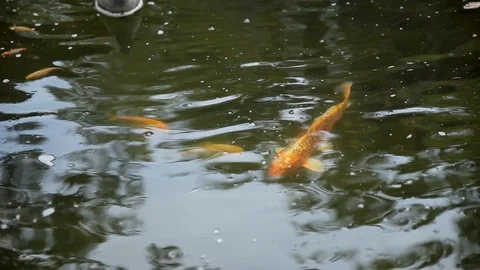 Fishes of different sizes swim in an artificial reservoir. Stock Footage 129507892