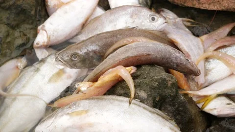 Fishes of different types on rocks in the middle of a river laying dead Stock Footage 225687921