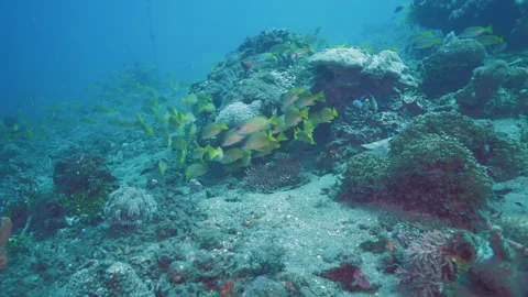 Fishes exploring rocks on coral reef sandy bottom of ocean Stock Footage 247247066