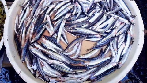 Fishes exposed in seamarket  Stock Footage 135232069