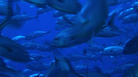 Fishes faces in Andaman Sea Stock Footage 46558001
