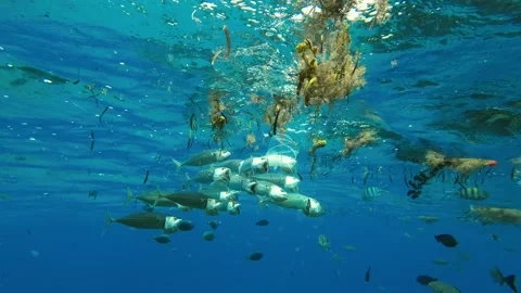 Fishes feeding below the surface of the water among drifting debris and plastic Stock Footage 230458419