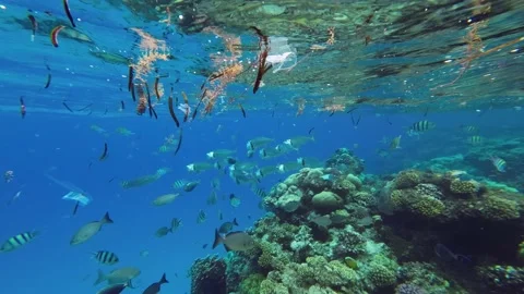 Fishes feeding below the surface of the water among drifting debris and plastic Stock Footage 232486868