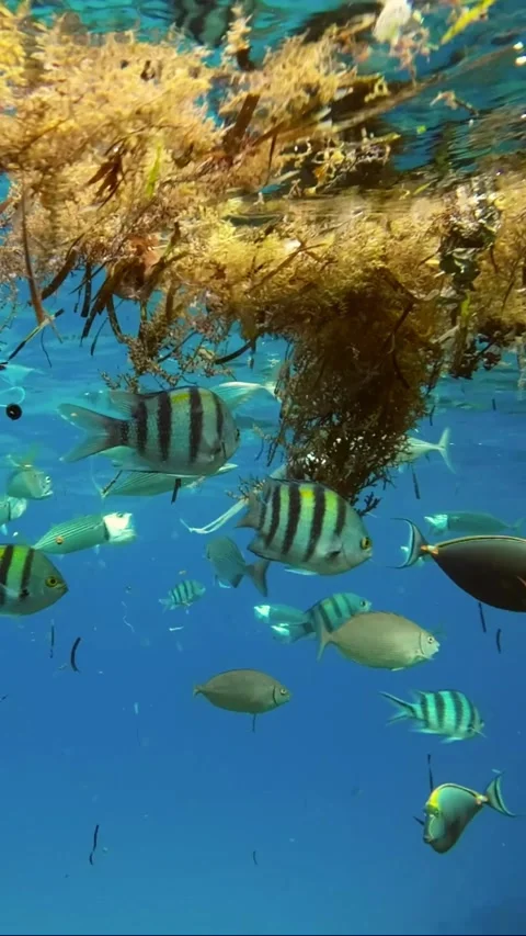Fishes feeding below the surface of the water among drifting debris and plastic Stock Footage 232763592
