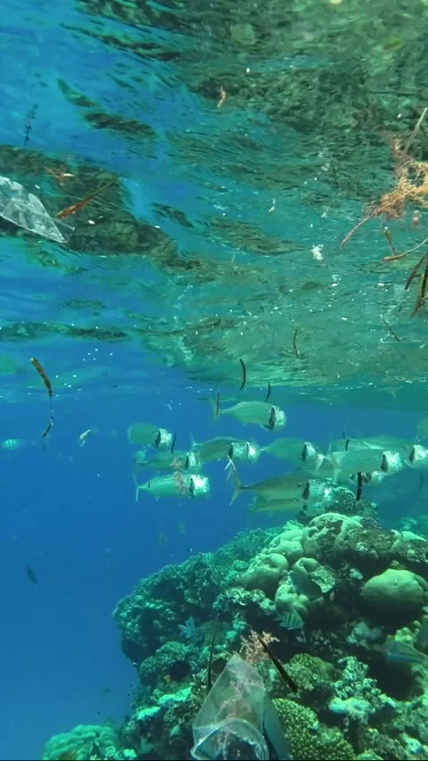 Fishes feeding below the surface of the water among drifting debris and plastic Video stock 232763606
