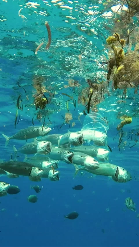 Fishes feeding below the surface of the water among drifting debris and plastic Video stock 232763643