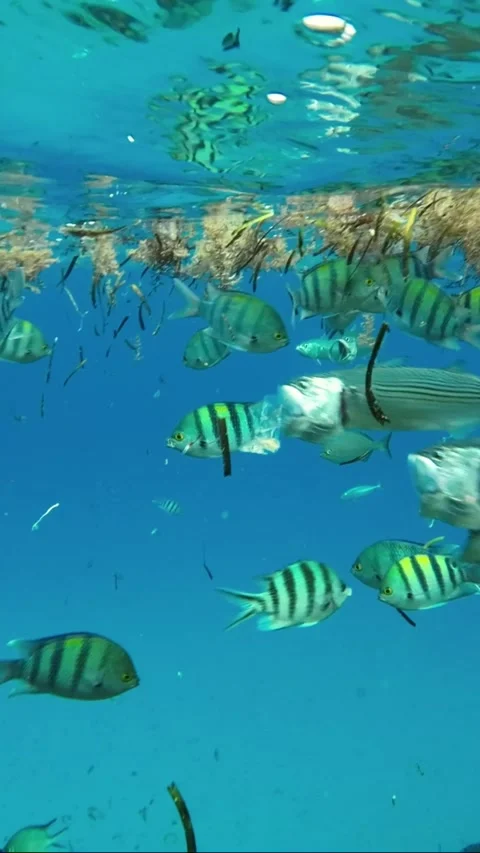 Fishes feeding below the surface of the water among drifting debris and plastic Vídeos de archivo 232763725