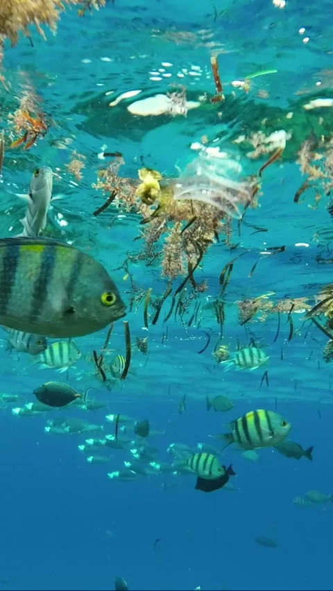 Fishes feeding below the surface of the water among drifting debris and plastic Stock Footage 232764050