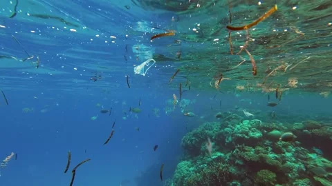 Fishes feeding below the surface of the water among drifting debris and plastic Stock Footage 232767462