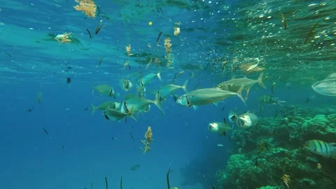 Fishes feeding below the surface of the water among drifting debris and plastic Stock Footage 232767490