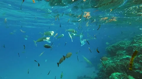 Fishes feeding below the surface of the water among drifting debris and plastic Stock Footage 232767494
