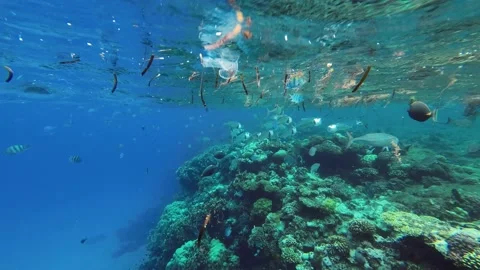 Fishes feeding below the surface of the water among drifting debris and plastic Stock Footage 232767514