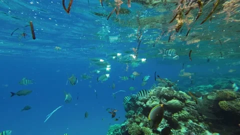 Fishes feeding below the surface of the water among drifting debris and plastic Stock Footage 232767529