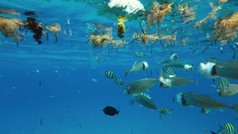 Fishes feeding below the surface of the water among drifting debris and plastic Stock Footage 232767919