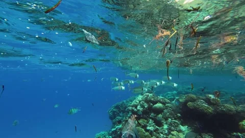 Fishes feeding below the surface of the water among drifting debris and plastic Stock Footage 232767920