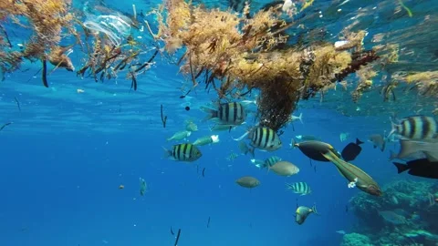 Fishes feeding below the surface of the water among drifting debris and plastic Vídeos de archivo 232767968