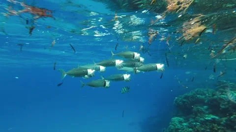 Fishes feeding below the surface of the water among drifting debris and plastic Stock Footage 232768027
