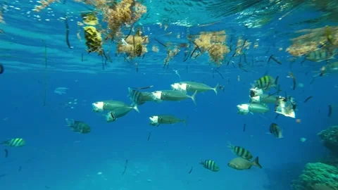 Fishes feeding below the surface of the water among drifting debris and plastic Stock Footage 232768078