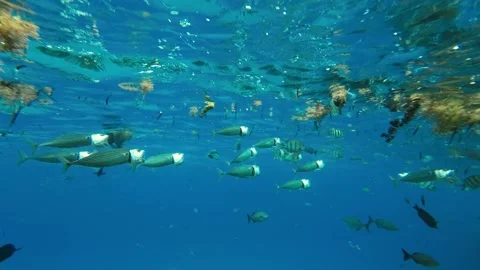Fishes feeding below the surface of the water among drifting debris and plastic Stock Footage 232768134