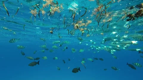 Fishes feeding below the surface of the water among drifting debris and plastic Stock Footage 232768173
