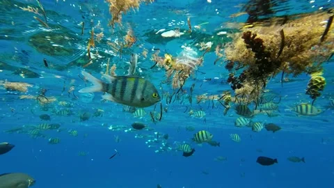 Fishes feeding below the surface of the water among drifting debris and plastic Stock Footage 232768288