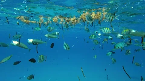 Fishes feeding below the surface of the water among drifting debris and plastic Stock Footage 232768332