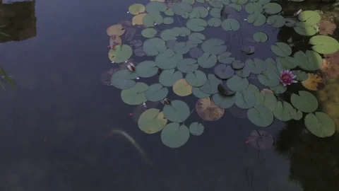Fishes in fishpond Stock Footage 83746403