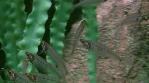 Fishes float in water Stock Footage 50960750