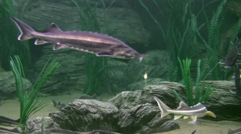 Fishes float in water Stock Footage 50960907