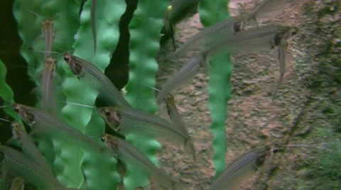 Fishes float in water Stock Footage 51440047