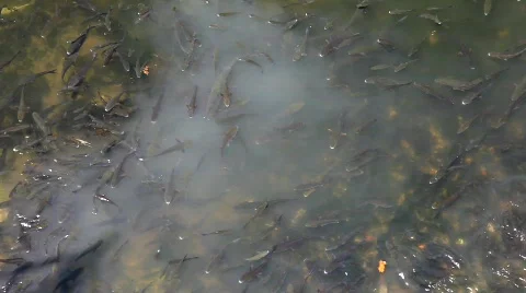 Fishes Stock-Footage 773296