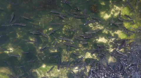 Fishes Vidéo 812914