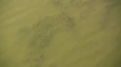 Fishes 库存影片 885746