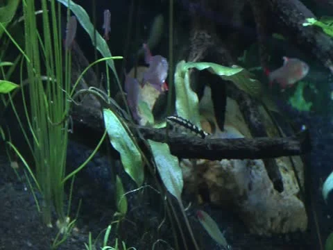 Fishes 動画素材 10806253