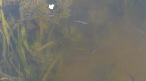 Fishes Stock Footage 25823408