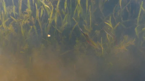 Fishes Stock Footage 25823848