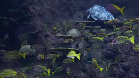 Fishes Stock Footage 32480975